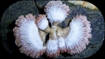 Картинка природа грибы серенький грибок