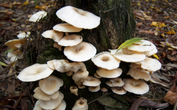 Картинка природа грибы