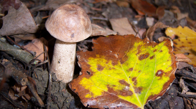 Обои картинки фото природа, грибы