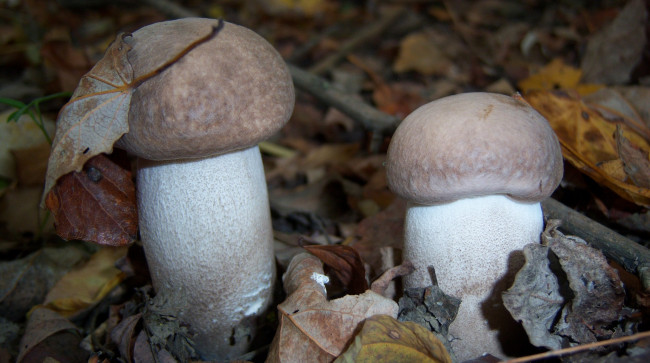 Обои картинки фото природа, грибы