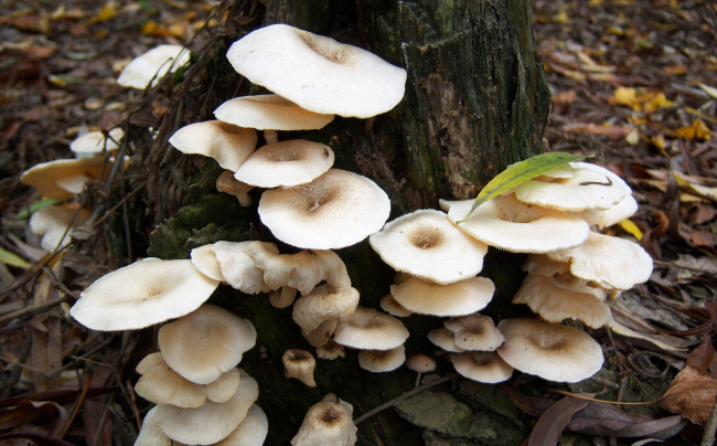 Обои картинки фото природа, грибы