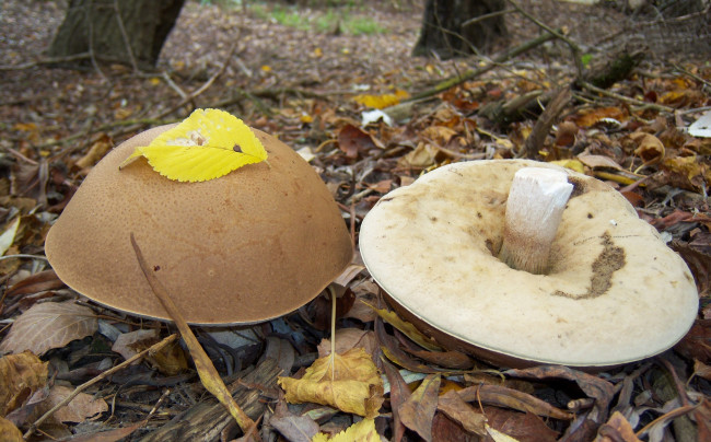 Обои картинки фото природа, грибы