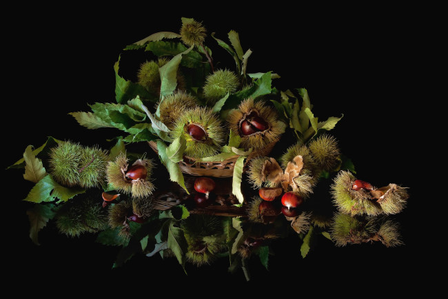 Обои картинки фото еда, орехи, каштаны