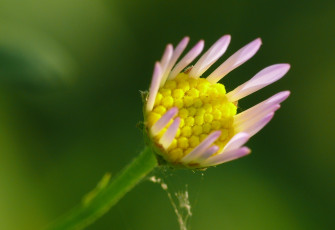 Картинка цветы маргаритки цветок зелёный фон макро