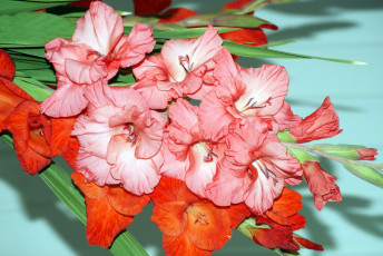 Картинка цветы гладиолусы