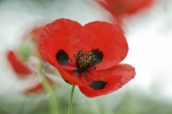 Картинка цветы маки природа макро лепестки мак