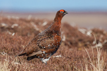 Картинка животные глухари +тетерева птичка