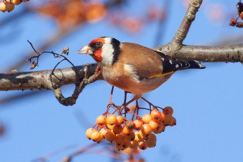 Картинка животные птицы птичка