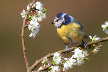Картинка животные синицы +лазоревки птичка