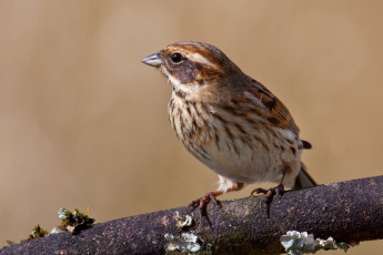 Картинка животные воробьи птичка