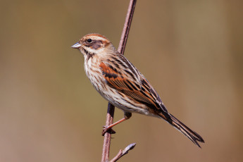 Картинка животные воробьи птичка