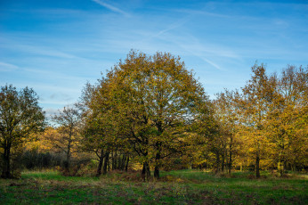 Картинка природа деревья дерево поляна лес