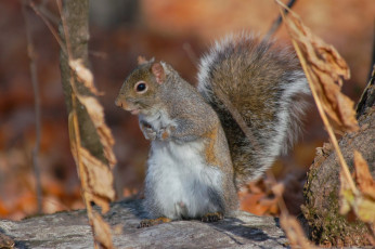 Картинка животные белки комбайн поле