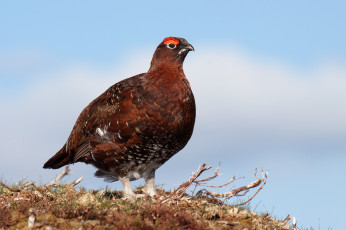 Картинка животные глухари +тетерева птичка