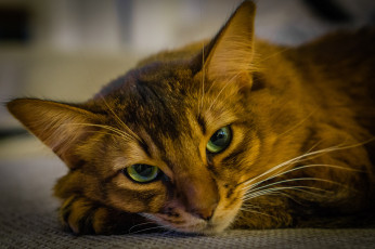 Картинка животные коты взгляд кот