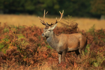 Картинка животные олени рога олень