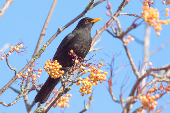 Картинка животные птицы птичка