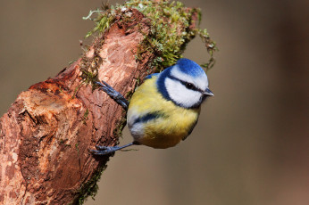 Картинка животные синицы +лазоревки птичка