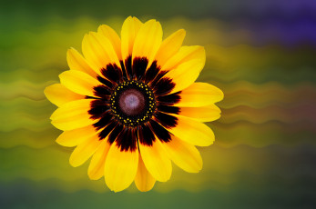 Картинка цветы жёлтый обработка фон растение природа лепестки цветок