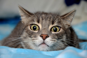 Картинка животные коты кот взгляд