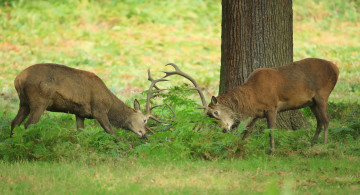 Картинка животные олени олень рога