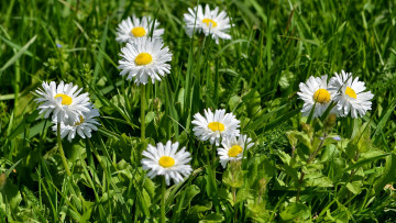 Картинка цветы ромашки лето лепестки