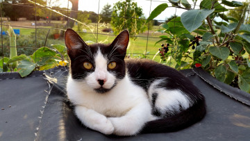 Картинка животные коты взгляд кот