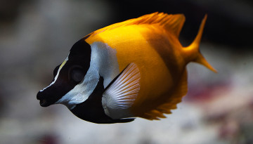 Картинка животные рыбы море вода рыба цвет