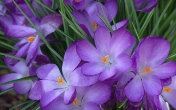 Картинка цветы крокусы трава синие бутоны