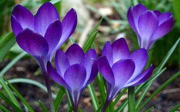 Картинка цветы крокусы трава синие бутоны
