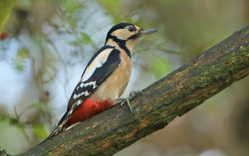 Картинка животные дятлы птичка