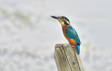 Картинка животные зимородки птичка