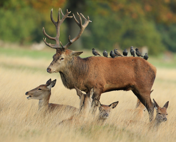 Обои картинки фото животные, разные вместе, рога, олень
