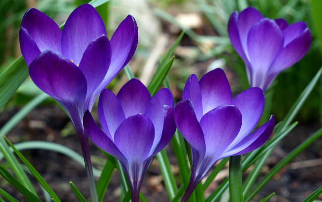 Обои картинки фото цветы, крокусы, трава, синие, бутоны