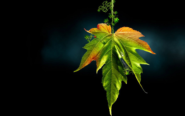 Обои картинки фото разное, компьютерный дизайн, лист, фон