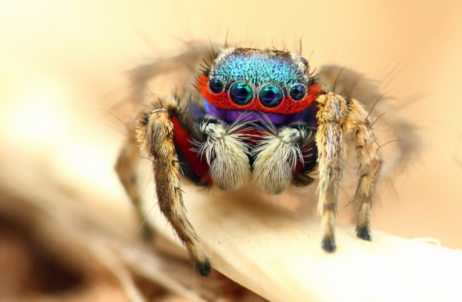 Обои картинки фото животные, пауки, макросъемка, глаза, паук
