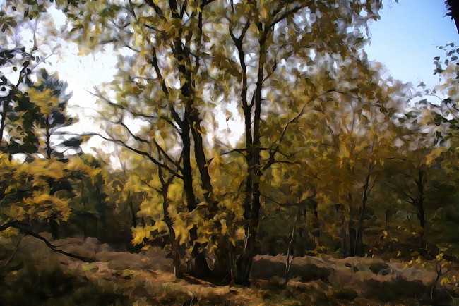 Обои картинки фото разное, компьютерный дизайн, деревья, лес, дизайн, небо