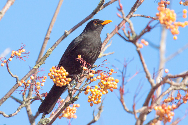 Обои картинки фото животные, птицы, птичка