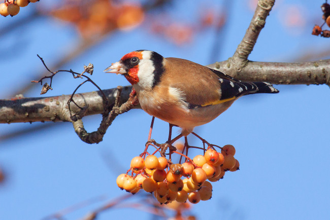 Обои картинки фото животные, птицы, птичка