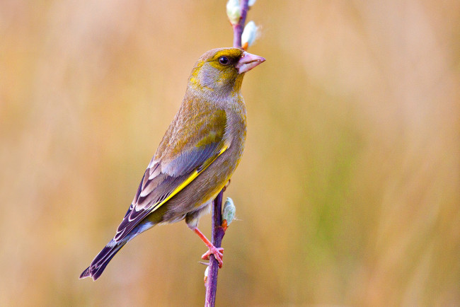 Обои картинки фото животные, птицы, птичка