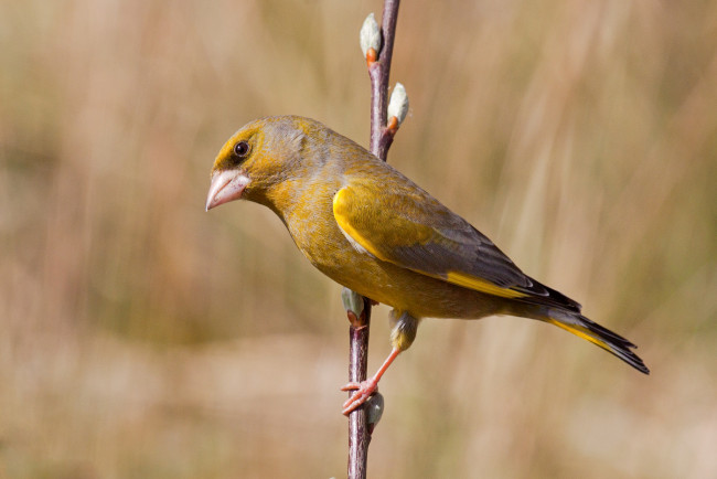 Обои картинки фото животные, птицы, птичка