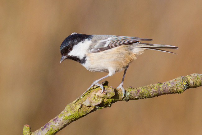 Обои картинки фото животные, синицы,  лазоревки, птичка