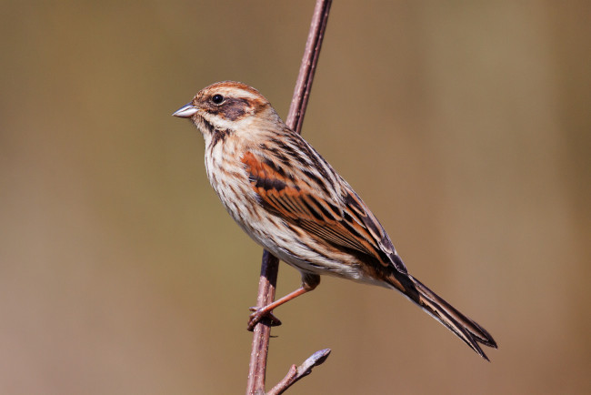 Обои картинки фото животные, воробьи, птичка