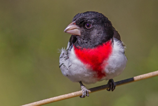 Обои картинки фото животные, кардиналы, птица, клюв, ветка, цвет, перья