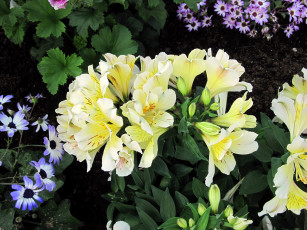 Картинка цветы альстромерия бутоны