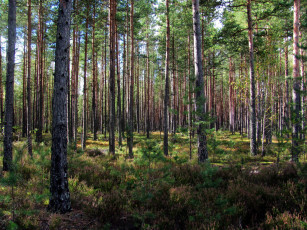 Картинка природа лес сосны вереск