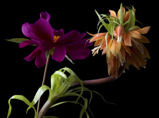 Картинка цветы разные+вместе пион черный лилейник фон