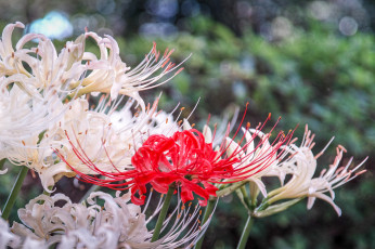 Картинка цветы лилии +лилейники