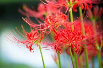 Картинка цветы лилии +лилейники