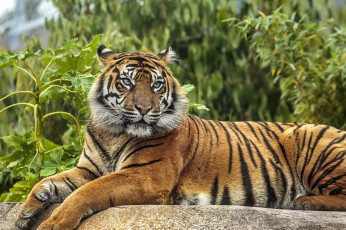 Картинка животные тигры тигр